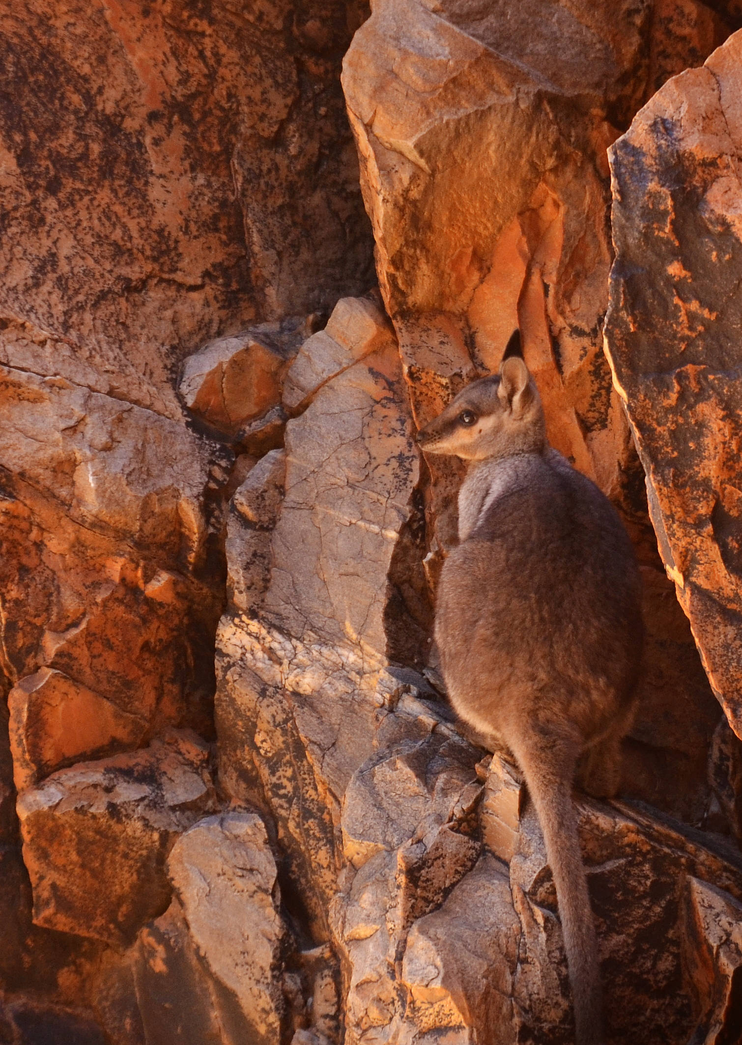 rock wallaby